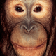 Illustration for article titled Primate portraits invite you to see apes as individuals